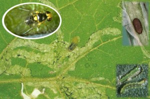liriomyza im