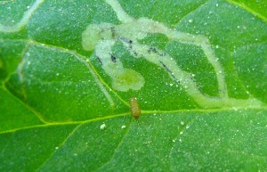 liriomyza larva