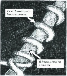 trichoderma_fungus