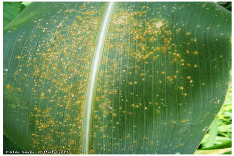 penyakit helminthosporium maydis pada jagung komplex parazitaellenes