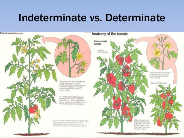 Ciri-ciri tanaman tomat