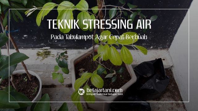 Teknik Stressing Air Tabulampot