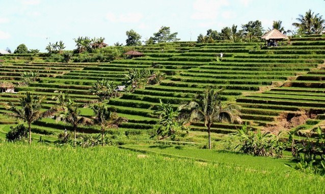Subak Bali 