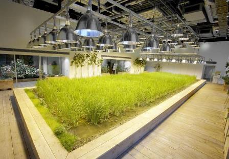 pertanian dalam gedung