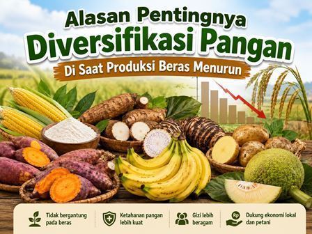 Inilah Alasan Pentingnya Diversifikasi Pangan Di Saat Produksi Beras Menurun, Konsumsi Meningkat dan Harga Meroket !