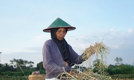 5 Penyebab Ketahanan Pangan Indonesia Khususnya Beras Belum Bisa Diwujudkan